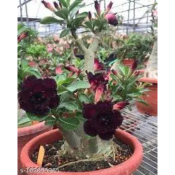 Wine Color Adenium Plant